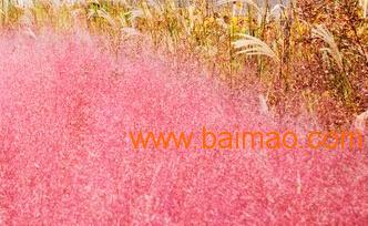 跨省聯(lián)供 永嘉、山東、河南、北京花卉綠植供應(yīng)鏈全景