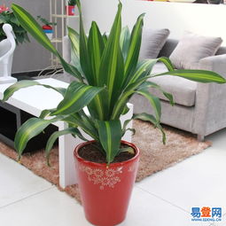 東城東直門(mén)易登網(wǎng)禮品花卉銷售 專業(yè)綠植服務(wù)，點(diǎn)亮城市生活